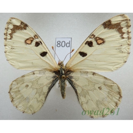 Hypermnestra helios Nickerl, 1846 Uzbekistan80d